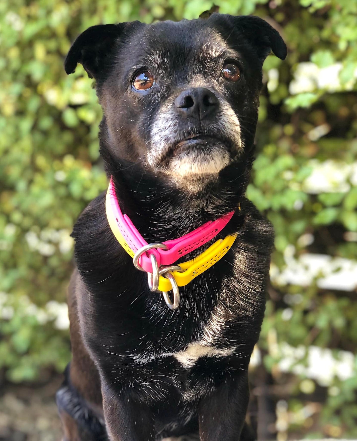 Champ BioThane Beta Slip / Choke Collar With Stainless Steel Rings - 3/8"